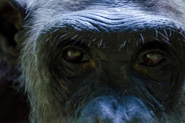 Closeup portrait of eyes of old white chimp, Nigeria