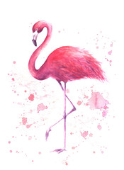 Watercolor pink flamingo - obrazy, fototapety, plakaty