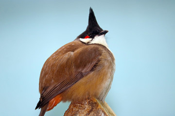 Fat puffed up red-whiskered bulbul pycnonotus jocosus with funny crest perching on tree in front of blue sky