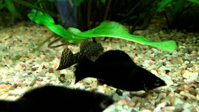 Fische in einem Aquarium 
