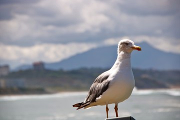 A seagull watching over la grande plage, the great beach of Biarritz