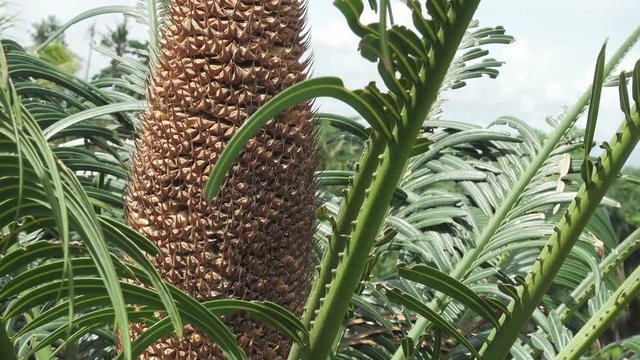 Leaves and the men's cone of the Cycas hanging (Cycas revoluta)