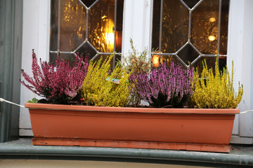 Erica / Erica is a genus of roughly 860 species of flowering plants in the family Ericaceae.