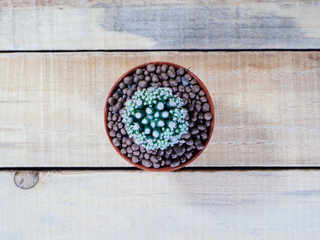 Obraz na płótnie Canvas Mammillaria gracilis arizona snow cactus