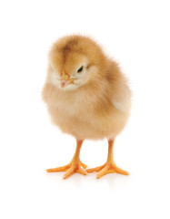 Fototapeta premium Small yellow chicken.