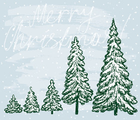Fototapeta premium Christmas trees in December