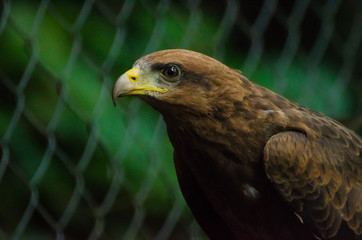 Closeup portrait of captured or rescued African Wahlbergs Eagle, Nigeria, Africa
