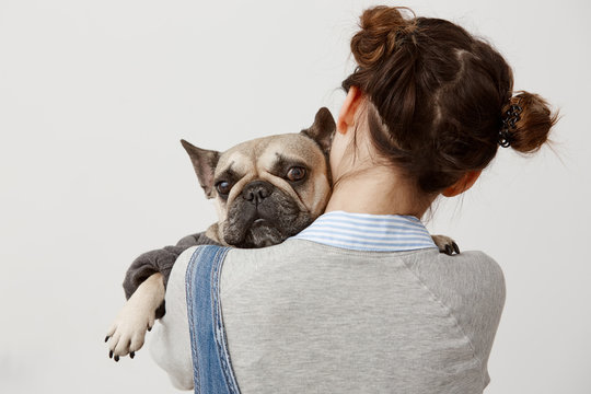 Close up cute french bulldog looking on camera lying on shoulder of her female owner. Picture from back of female veterinarian pressing sad puppy to her while doing tests. Relation, responsibility