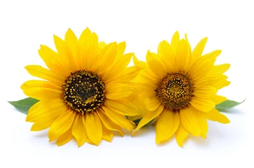 Fototapete Sonnenblumen Sonnenblume mit Blättern auf weißem Hintergrund