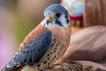 Kanadischer Buntfalke