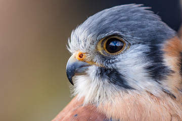 Kanadischer Buntfalke