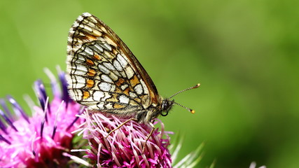 sleeping butterfly