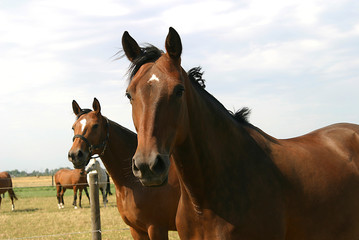 Obraz premium Pferde auf der Weide von Reitstall