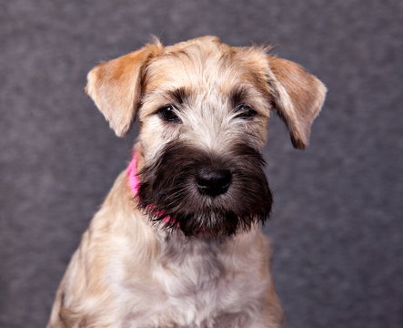 Dog breed  Irish Soft Coated Wheaten Terrier puppy in pink collar portrait on grey background