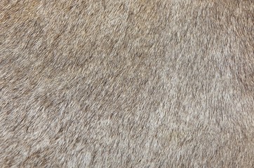 Detail of A Skin of A Cow Texture Background