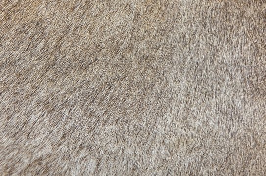 Detail of A Skin of A Cow Texture Background
