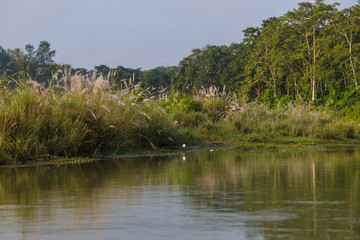 Birds over the Rapti river in Chitwan, Nepal