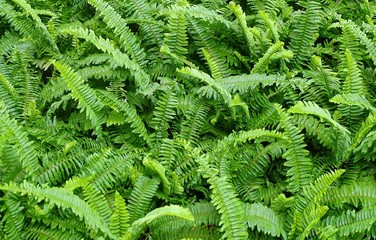 The Horizontal of Tassle Ferns Textured Background