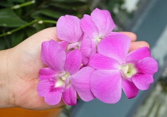Hand Holding Beautiful Pink Streaked Orchid Flowers