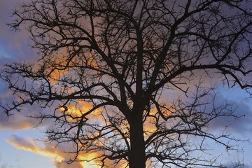 árbol sin hojas con fondo de cielo con nubes coloridas
