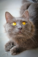 gray cat with yellow eyes
