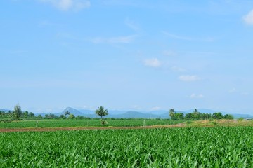 Fototapeta na wymiar Green Small Corn Plants in A Field