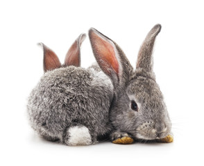 Two gray rabbits.