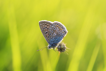 small blue butterfly sits among the bright green grass on a Sunny summer meadow