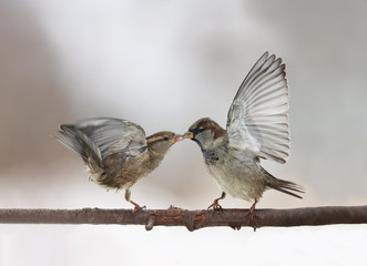 couple of cute little birds sparrows arguing on the branch flapping wings and beaks locked together