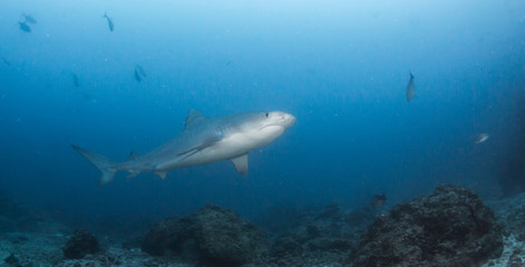 Fototapeta na wymiar Tiger shark at Cocos Island