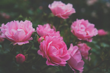 Vintage toning flowering roses.
Dark tone flowers in garden for natural texture background and exotic style wallpaper.
