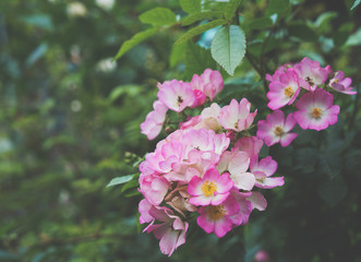 Vintage toning flowering roses.
Dark tone flowers in garden for natural texture background and exotic style wallpaper.
