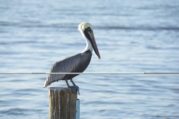 pelicano posado sobre poste con mar en el fondo
