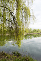 Trauerweide am See