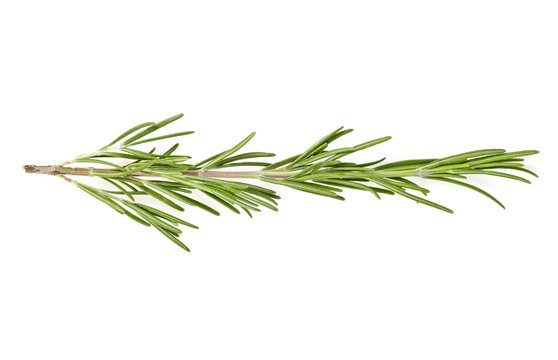 Rosemary isolated on a white background, top view.