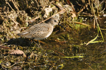 Bird with long beak goes on shoal in search of food 