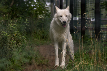 Fototapeta premium Arctic Wolf