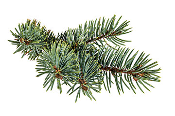 fir tree isolated on white background