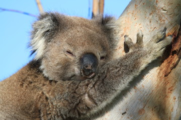 Koala sleeping in a tree branch