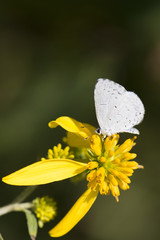 Butterfly 2017-131 /  Common white butterfly on flower