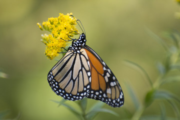 Butterfly 2017-134 / Monarch on goldenrod