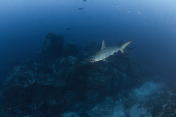 Fototapeta na wymiar Hammerhead Shark