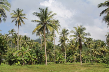 Fototapeta na wymiar Palm forest in the tropics. Thailand. Philippines