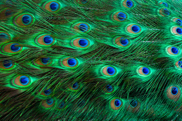 Peacock feathers Green Dot Pattern Blue Background