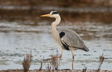 Fototapeta premium ritratto di airone cenerino,Ardea cinerea,sfondo chiaro