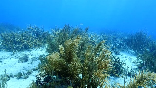 Seascape of coral reef / Caribbean Sea / Curacao with various hard and soft corals, sponges and sea fan