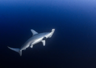 Hammerhead Shark