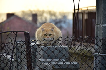 cat