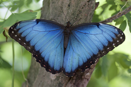 Big blue Morpho butterfly menelaus 