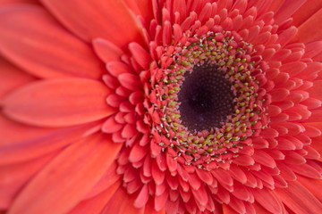 Orange gerbera flower close-up macro shot in daylight at an angle from the left focusing on the disk florets